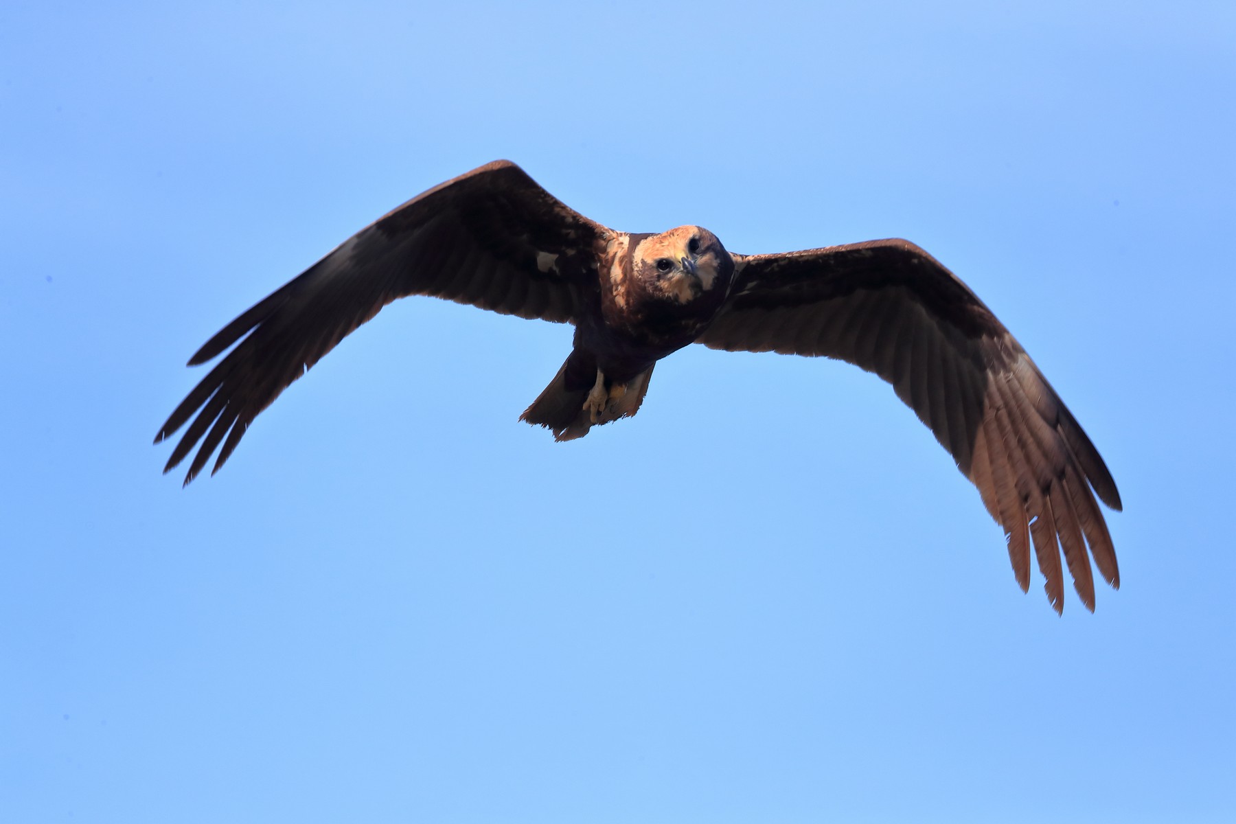 Falco di palude ( Circus aeruginosus )